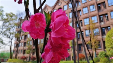 春滿郡園 靜待歸來｜岳陽郡華學校微周刊（3.16—3.22）